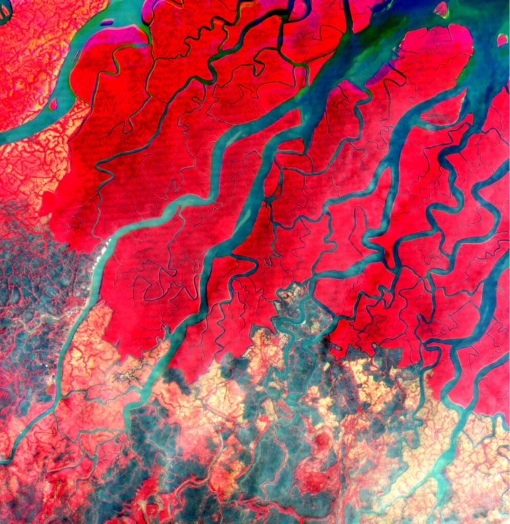 Image of Sundarbans Mangrove Forest, India, acquired by IMAGIN-e hyperspectral camera false color vegetation © Thales Alenia Space